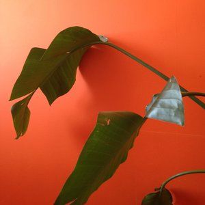 Meet your Posher, Edwards